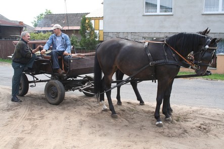 bociany2