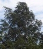 thumb_0118_wichura.jpg