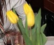 tulipany.jpg