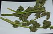 marihuana_1.jpg