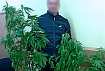 0703_marihuana.jpg