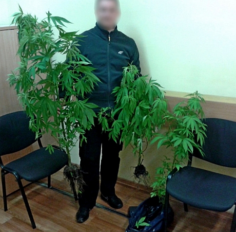 marihuana_2.jpg