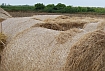 0806_siano.jpg