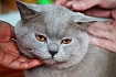 0426_kot.jpg