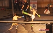 thumb_mma.jpg