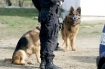thumb_psy-policja.jpg
